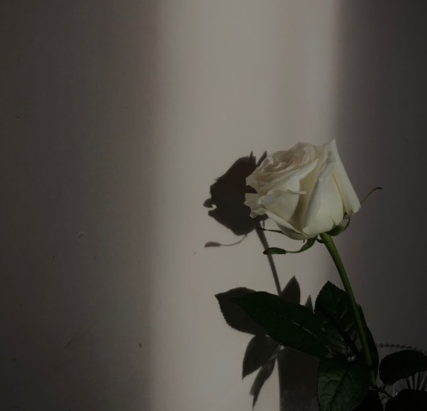 Gamze Özkan-Beyaz Gül 221025.jpg